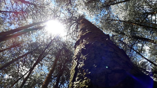 Low angle view of trees in forest against sky