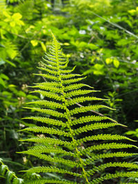 Close-up of fern leaves