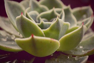 Close-up of succulent plant