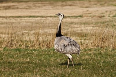 Side view of rhea on walking on field