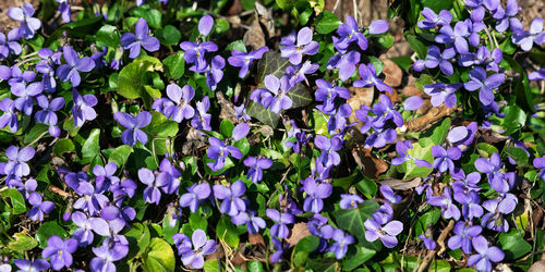 High angle view of purple flowering plants