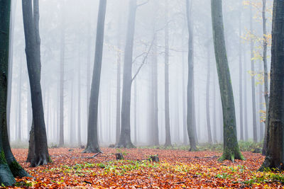 Trees in forest during autumn