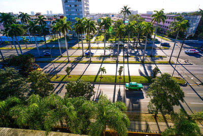 High angle view of palm trees by swimming pool in city