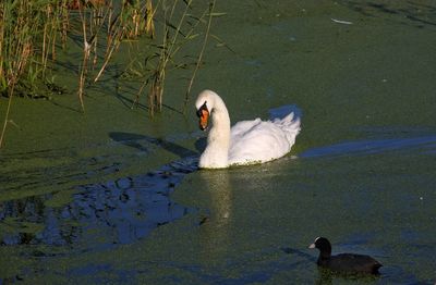 High angle view of swan swimming in lake