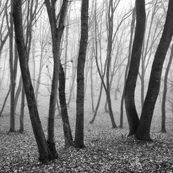 Trees on field in forest