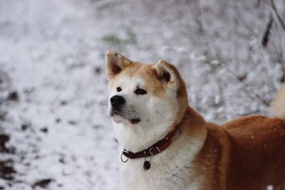 Close-up of dog on snow