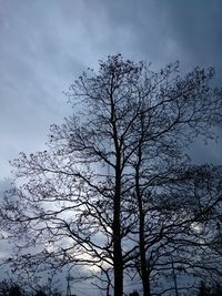 Low angle view of bare tree against sky