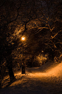 View of illuminated trees in forest during winter at night