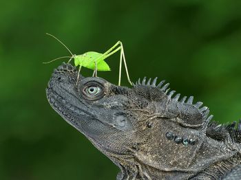 Close-up of insect