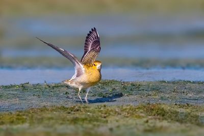 Bird flying over sea