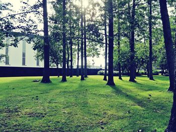 Trees on field against sky