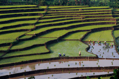 Scenic view of rice field