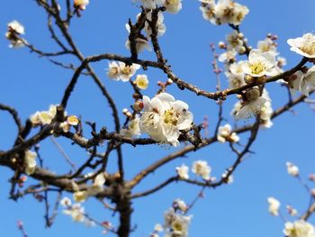 Low angle view of cherry blossom against sky