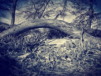 Bare trees on snow covered landscape