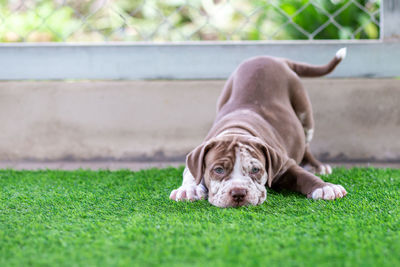 Portrait of dog lying on grass