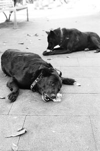 Close-up of dog