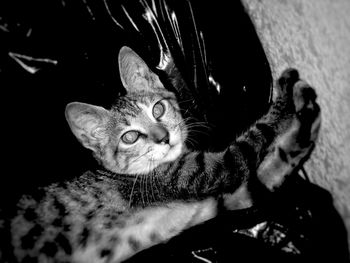 Portrait of cat sitting