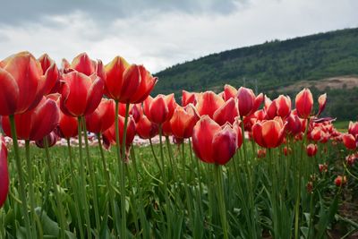 Plants growing on field against sky