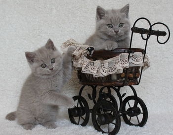 Portrait of kitten sitting in a cat