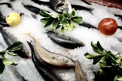 Close-up of seafood on table