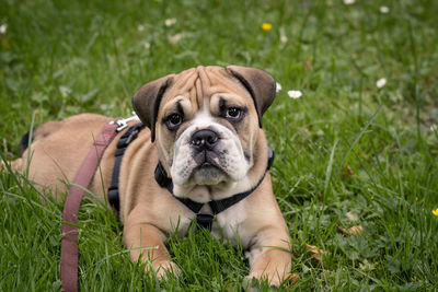 Portrait of puppy