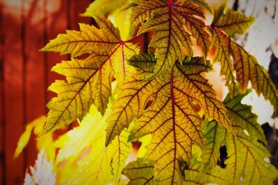 Close-up of leaves on tree