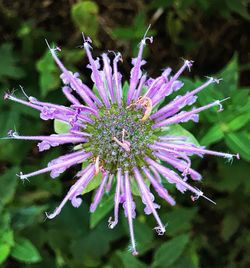 Close-up of pink flower blooming in pond