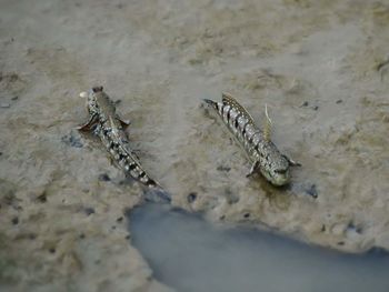 High angle view of lizard