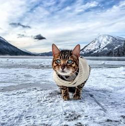 Portrait of cat on snow covered mountain