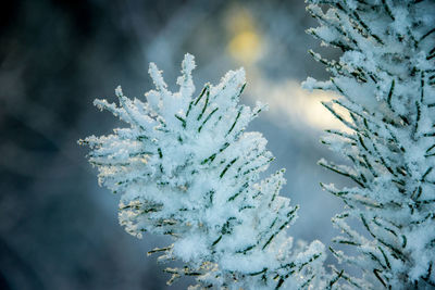 Close-up of snow on tree during winter