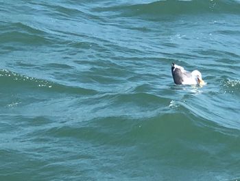 View of ducks swimming in sea