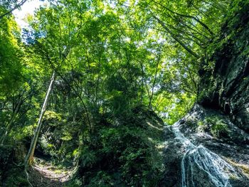 Trees in forest