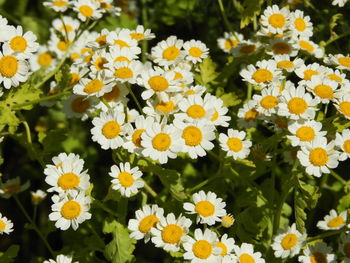 Close-up of yellow flowering plants on field