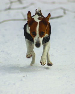 High angle portrait of dog on snow