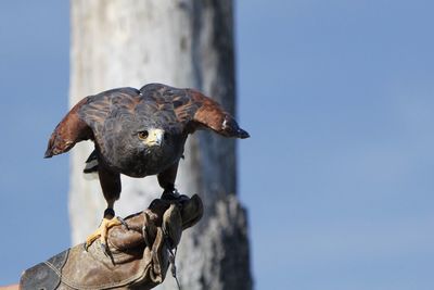 Close-up of falcon perching against clear sky