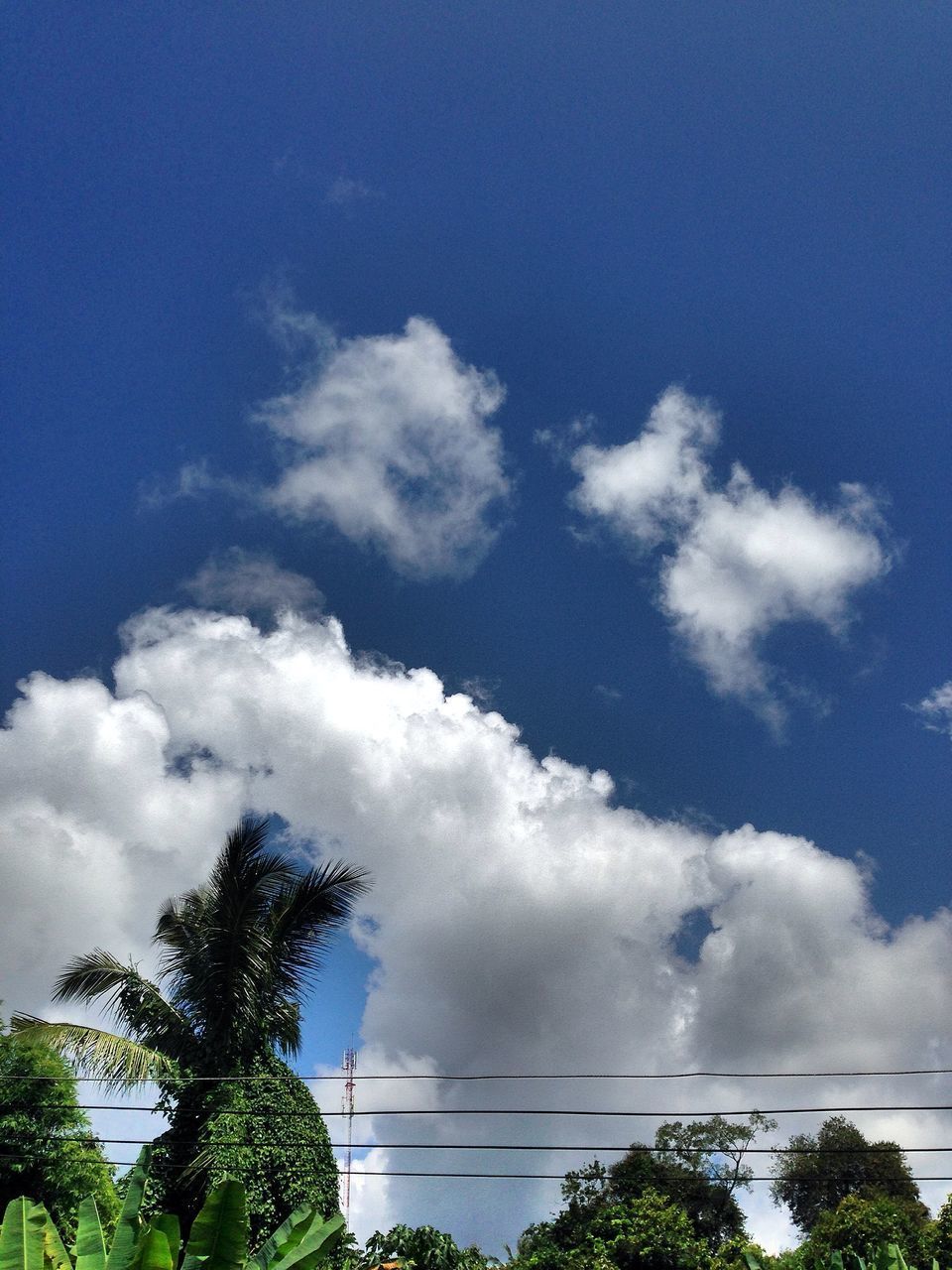 LOW ANGLE VIEW OF TREE AGAINST SKY