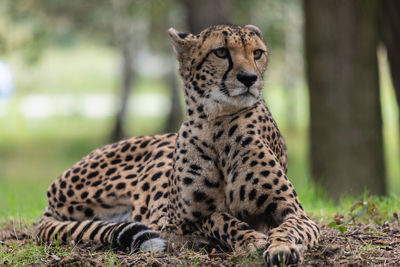 View of a cat on field