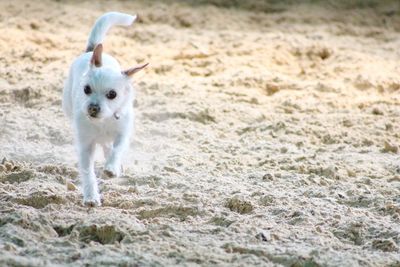 Portrait of a dog running on sand