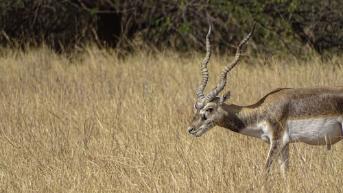 Deer in a field