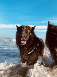 Dog standing in sea against sky