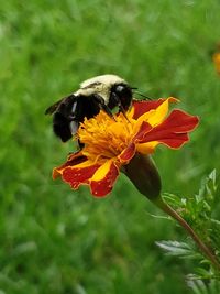 Close-up of bee pollinating on flower