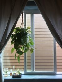 Close-up of potted plant on window sill