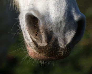 Close-up of an animal