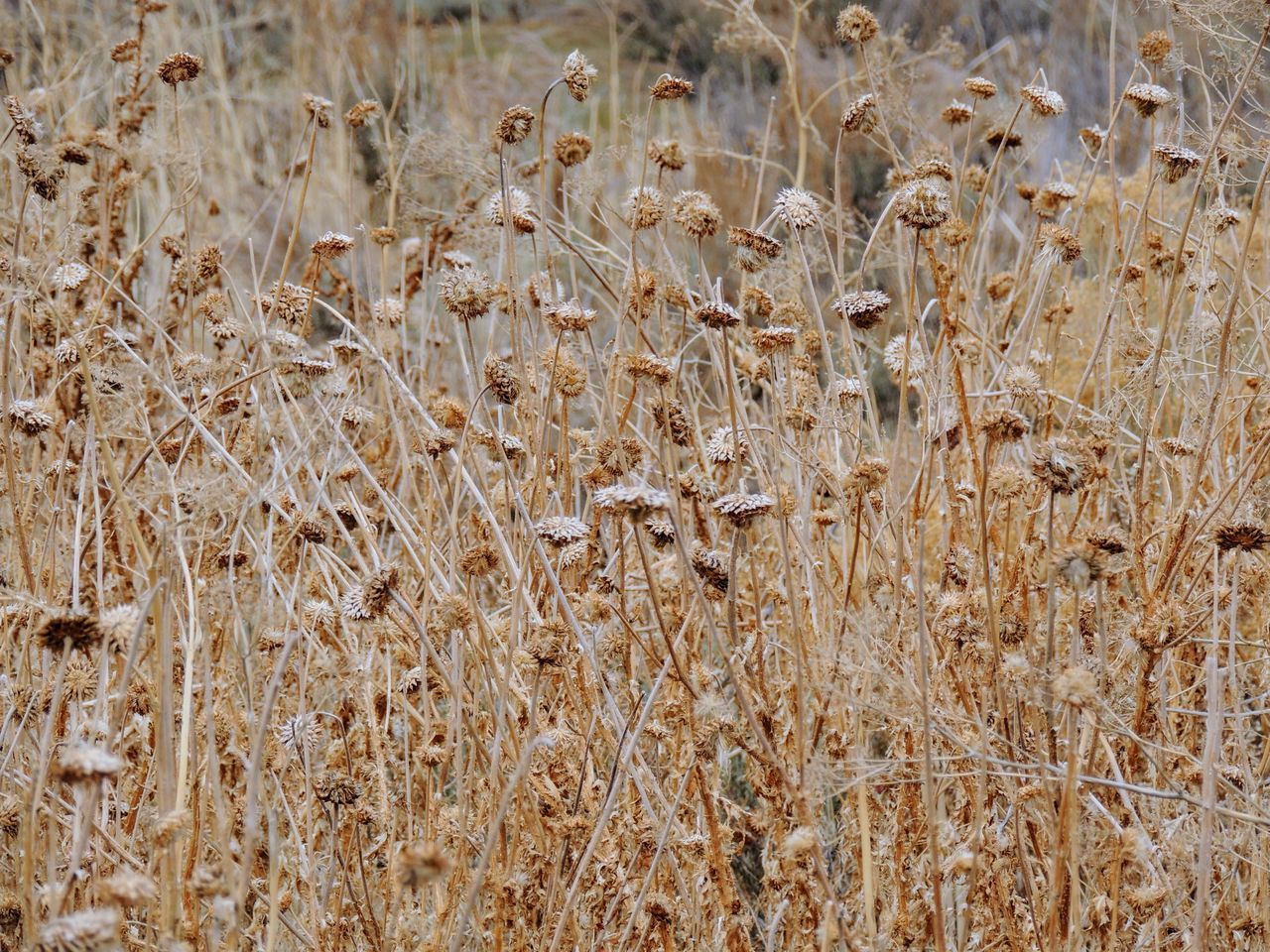 FULL FRAME OF WHEAT FIELD