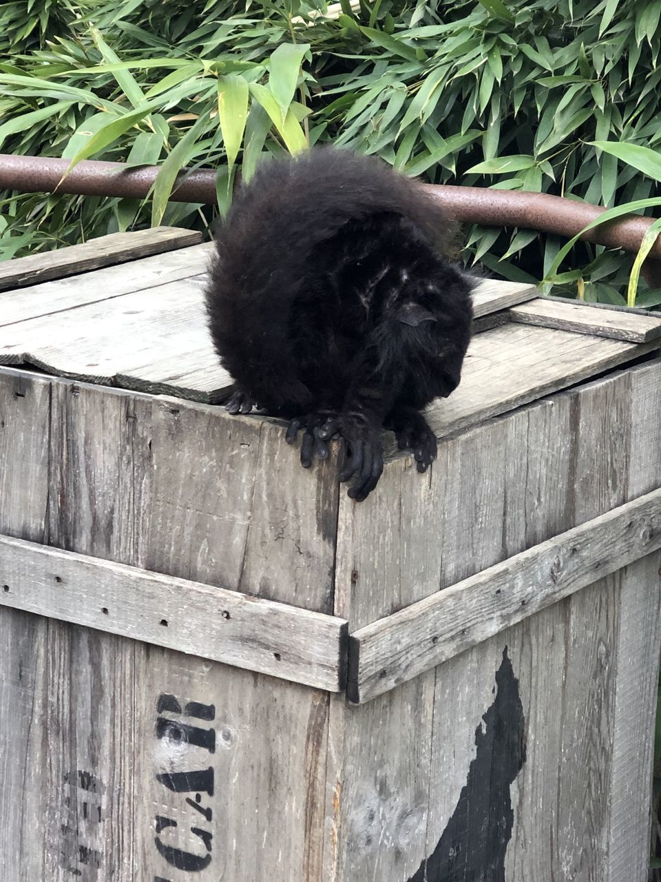 BLACK CAT ON WOOD