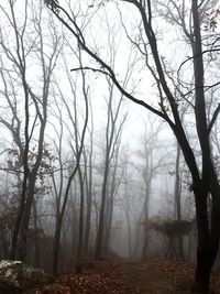 Bare trees in forest during winter