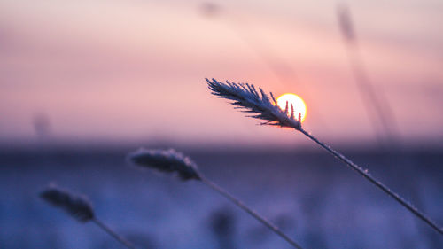 Close-up of silhouette plant against sky at sunset