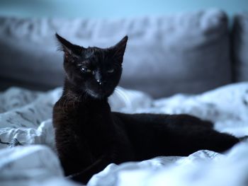 Portrait of black cat sitting on bed