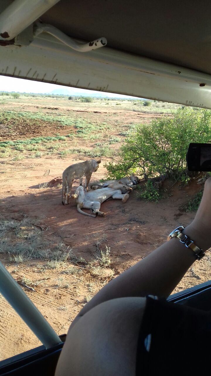 CAR MOVING ON FIELD SEEN THROUGH WINDSHIELD