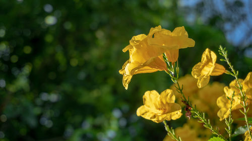 Close-up of yellow flower